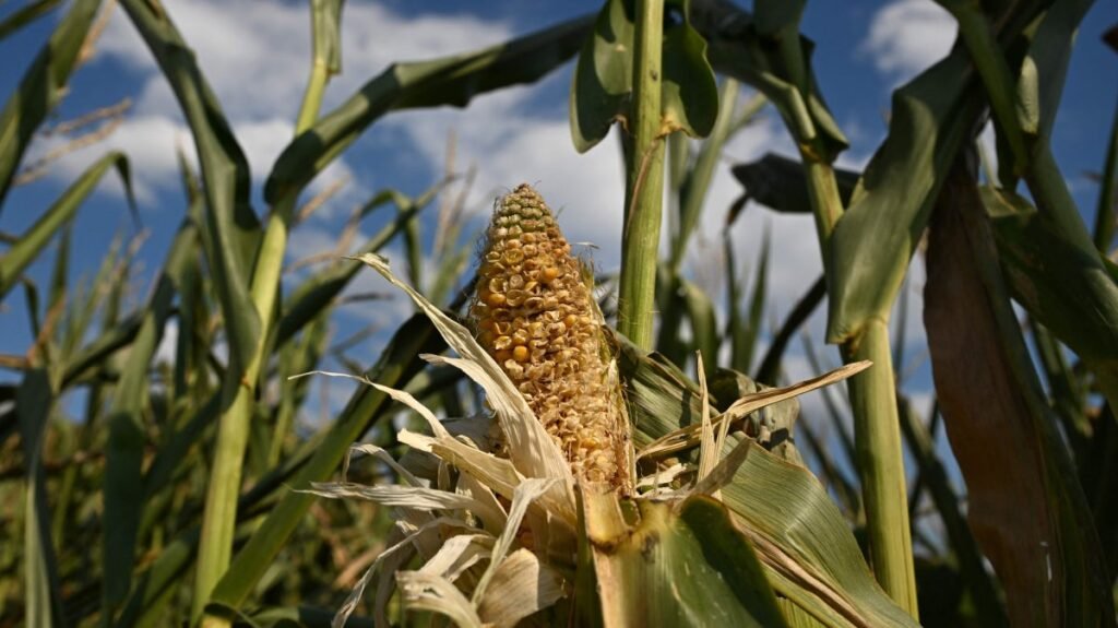 El Nino ve kuraklık mısır vadeli fiyatlarını 3 yılın zirvesine taşıdı El Nino ve kuraklık mısır vadeli fiyatlarını 3 yılın zirvesine taşıdı