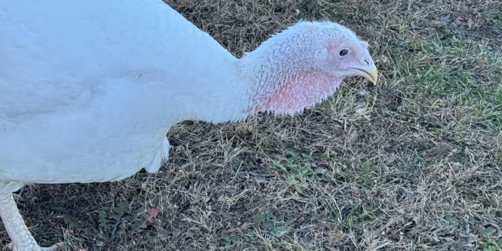 Kansas’ta sonbahar hindi avı sezonu geri dönüyor Kansas'ta sonbahar hindi avı sezonu geri dönüyor