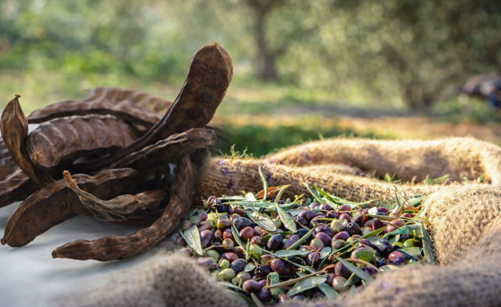 Güzelyurt'ta zeytin ve harup hasat tarihleri belirlendi