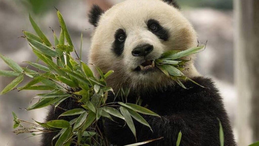 Şi’nin ziyaretinin ardından ABD’ye gönderilmesine karar verilen 2 panda yola çıktı Şi'nin ziyaretinin ardından ABD'ye gönderilmesine karar verilen 2 panda yola çıktı