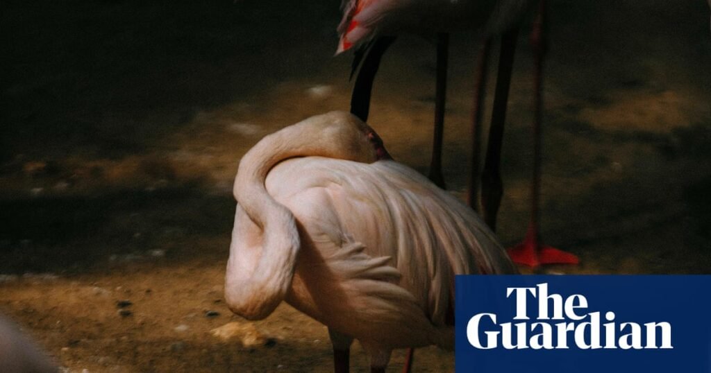 Flamingolar, aile ve nükleer felaket korkusu: C/O Berlin’de ödüllü fotoğraflar Flamingolar, aile ve nükleer felaket korkusu: C/O Berlin'de ödüllü fotoğraflar