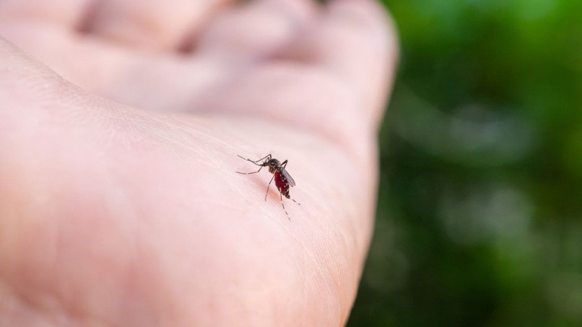 Florida’da dang humması nedeniyle “bölgesel acil durum” ilan edildi Florida'da dang humması nedeniyle "bölgesel acil durum" ilan edildi