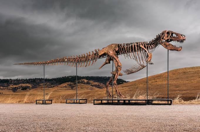Araştırma, T-rex’in vücut ısısının insanlarınkine benzer olduğuna işaret ediyor Araştırma, T-rex'in vücut ısısının insanlarınkine benzer olduğuna işaret ediyor