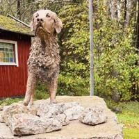 İsveç, Türkiye’de 18 hayat kurtaran kurtarma köpeği Killian’ı onurlandırdı İsveç, Türkiye'de 18 hayat kurtaran kurtarma köpeği Killian'ı onurlandırdı