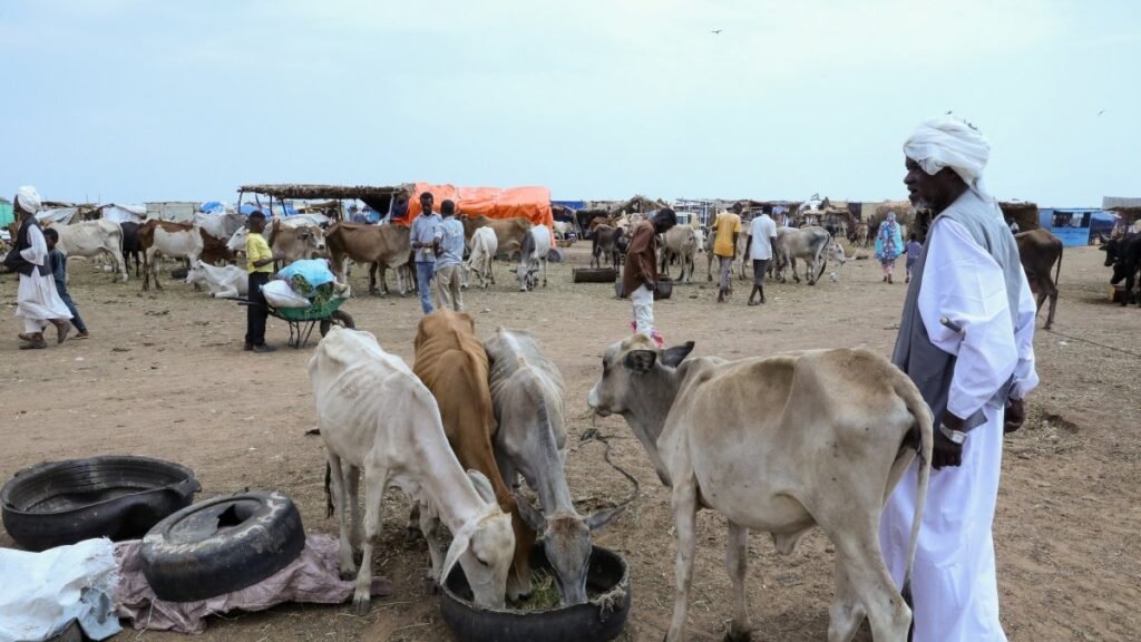 Savaşla sarsılan Sudan, El Nino’nun açlık ateşini körüklemesiyle tehlikede Savaşla sarsılan Sudan, El Nino'nun açlık ateşini körüklemesiyle tehlikede