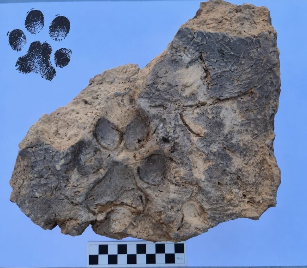 Tavşanlı Höyük kazılarında yaklaşık 4 bin yıllık pati izleri bulundu Tavşanlı Höyük kazılarında yaklaşık 4 bin yıllık pati izleri bulundu
