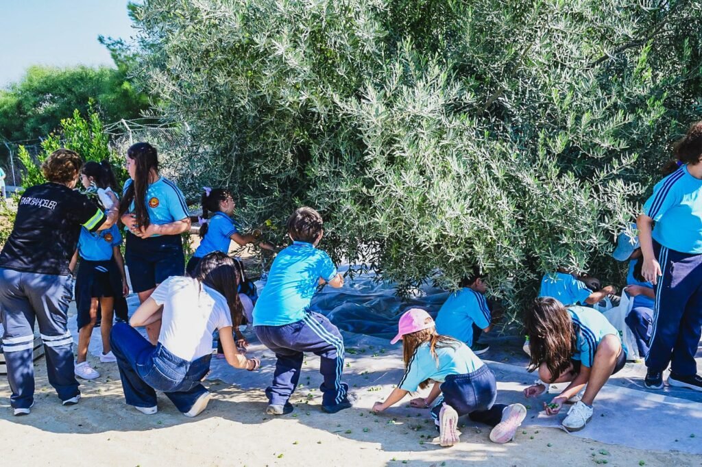 Öğrenciler, LTB Kızılbaş Parkı’nda zeytin hasadı yaptı Öğrenciler, LTB Kızılbaş Parkı’nda zeytin hasadı yaptı