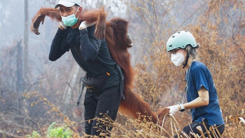Endonezya’da yangın alarmı: Orangutanları kurtarmak için zamanla yarış Endonezya'da yangın alarmı: Orangutanları kurtarmak için zamanla yarış
